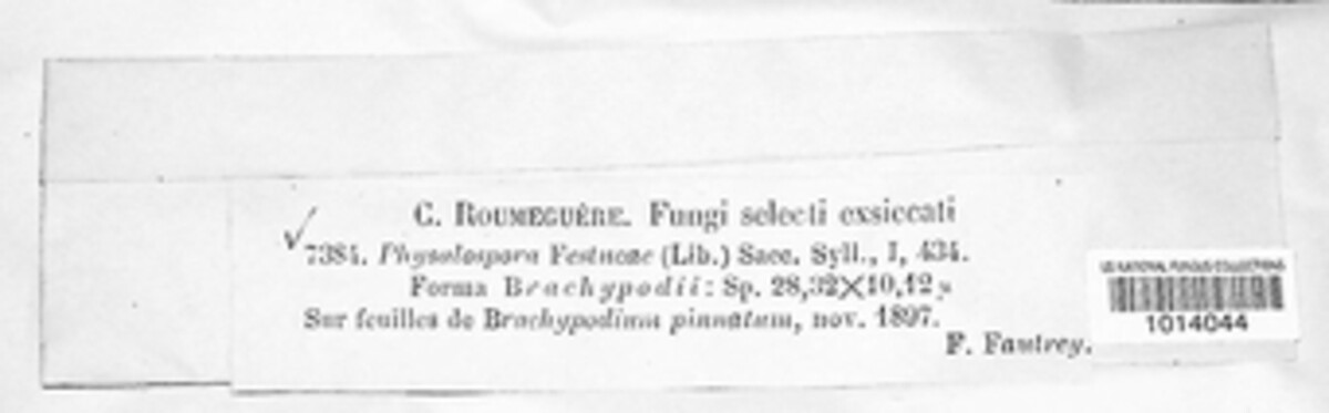 Botryosphaeria festucae image